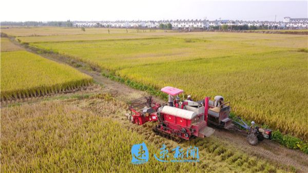 风吹稻花香 丰收正当时