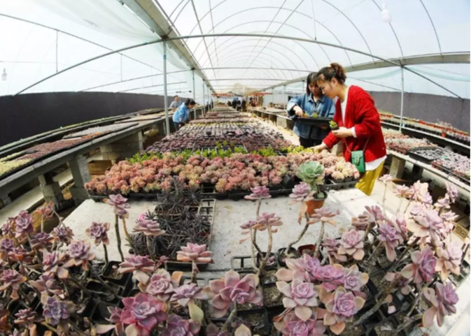 天凉好个秋，一起到沭阳感受收获之美