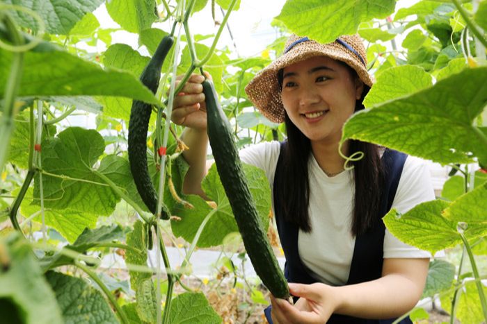 游客在泗洪县界集镇山头村蔬菜基地采摘黄瓜.