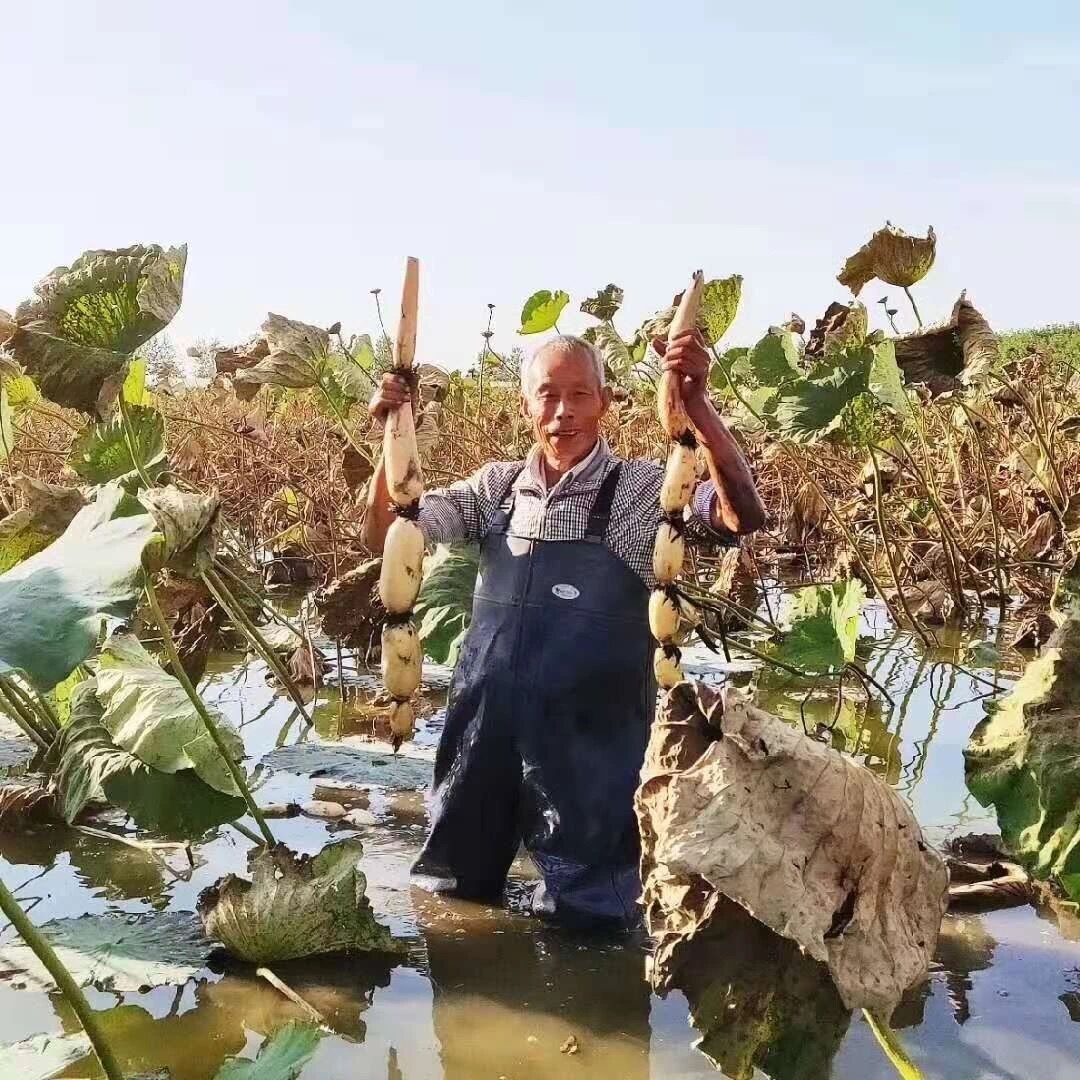 天凉好个秋，一起到沭阳感受收获之美