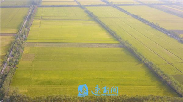 风吹稻花香 丰收正当时