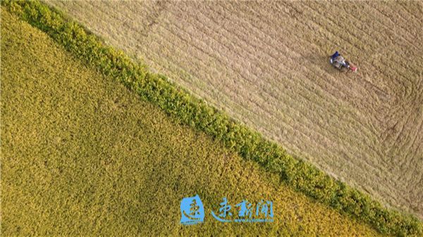 风吹稻花香 丰收正当时