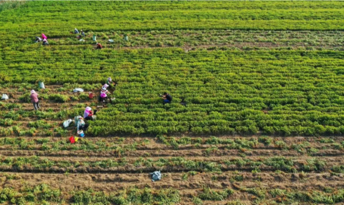 天凉好个秋，一起到沭阳感受收获之美