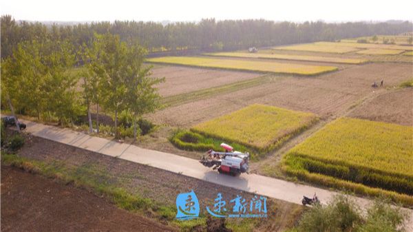 风吹稻花香 丰收正当时