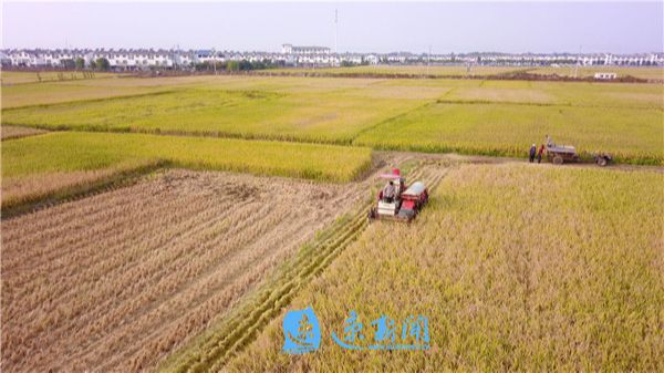 风吹稻花香 丰收正当时