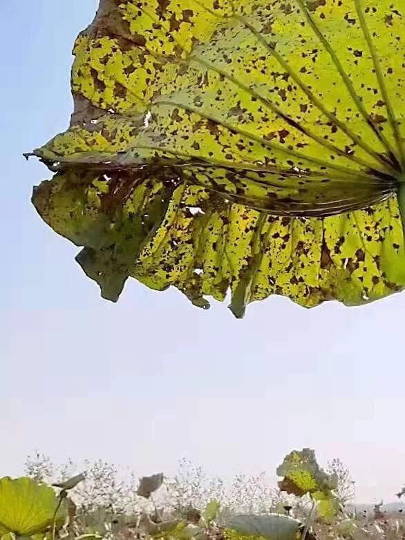 天凉好个秋，一起到沭阳感受收获之美