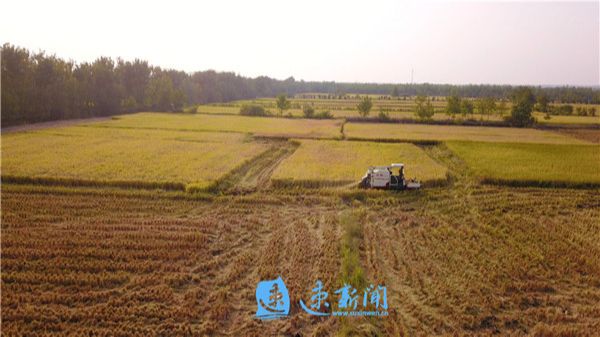 风吹稻花香 丰收正当时