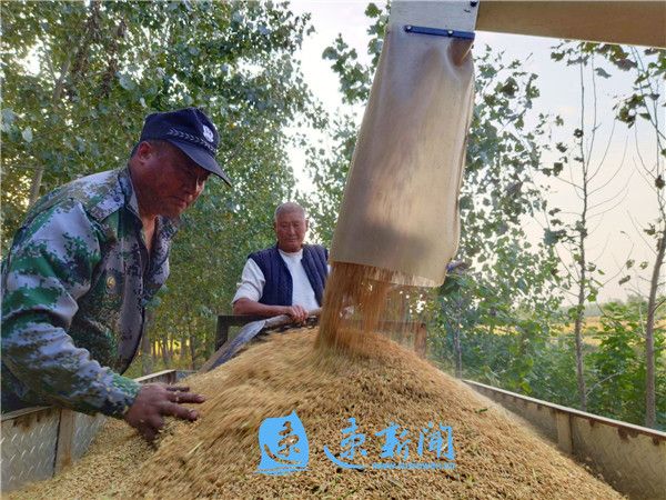 风吹稻花香 丰收正当时