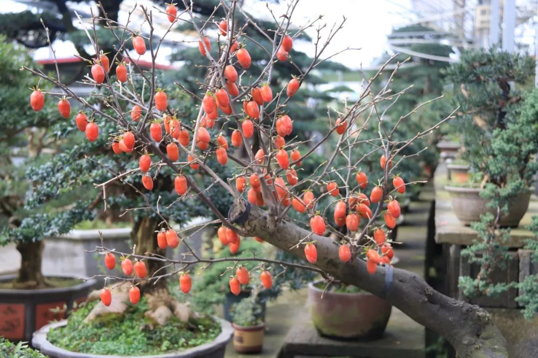 灵动心间的沭阳初冬景色