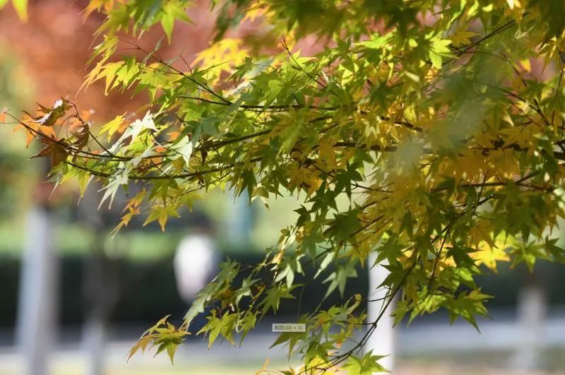 灵动心间的沭阳初冬景色