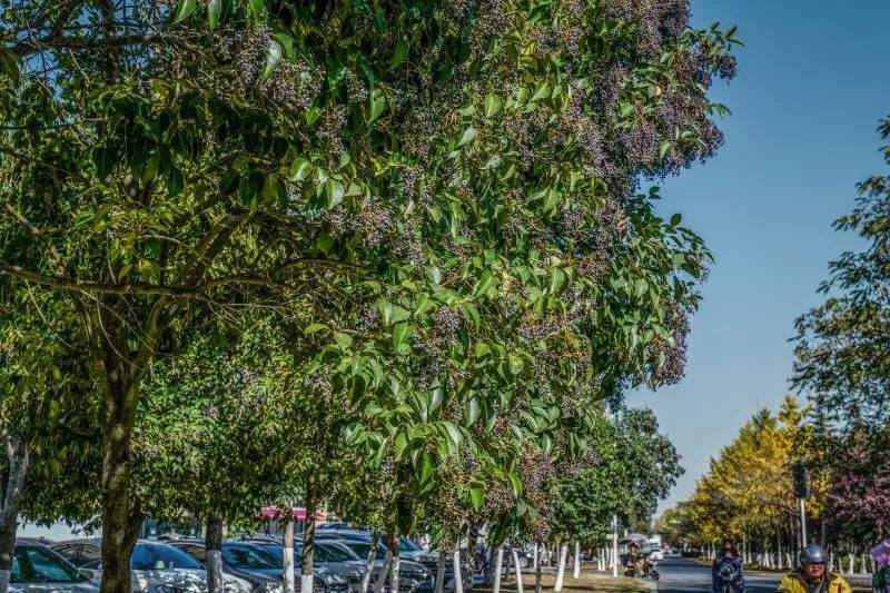 灵动心间的沭阳初冬景色