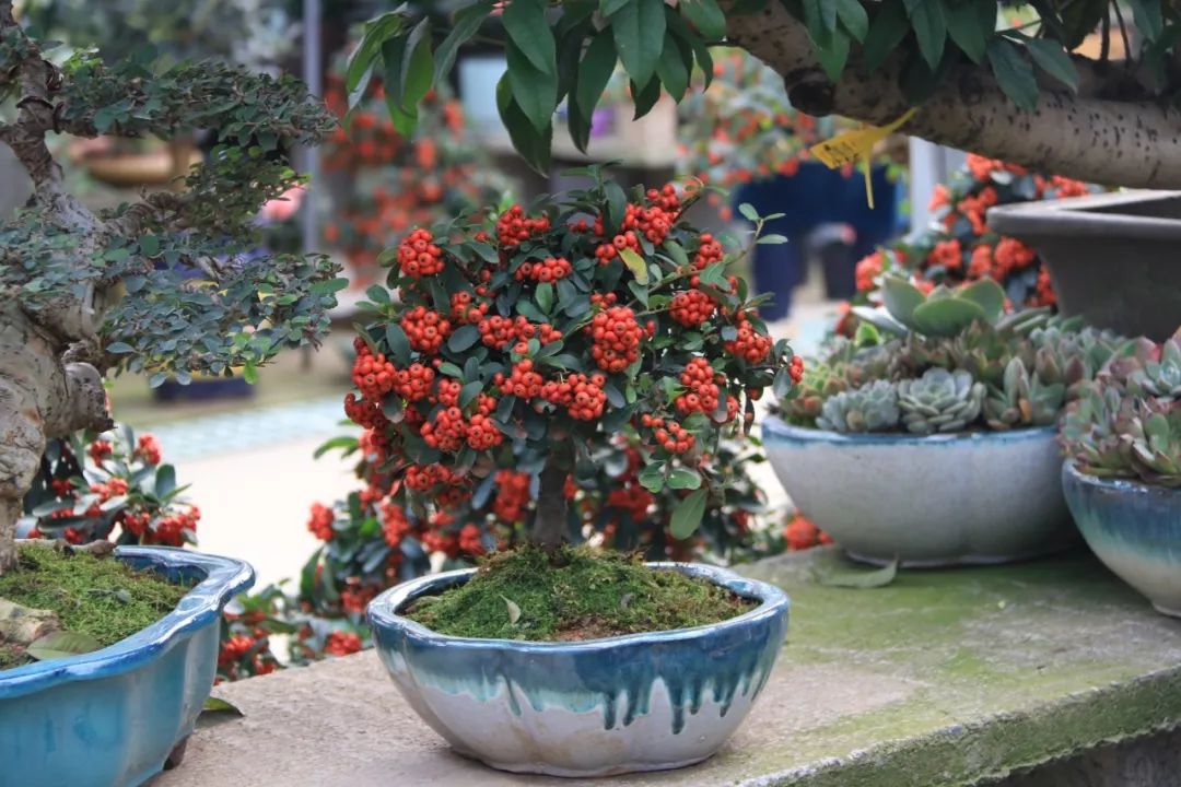 灵动心间的沭阳初冬景色