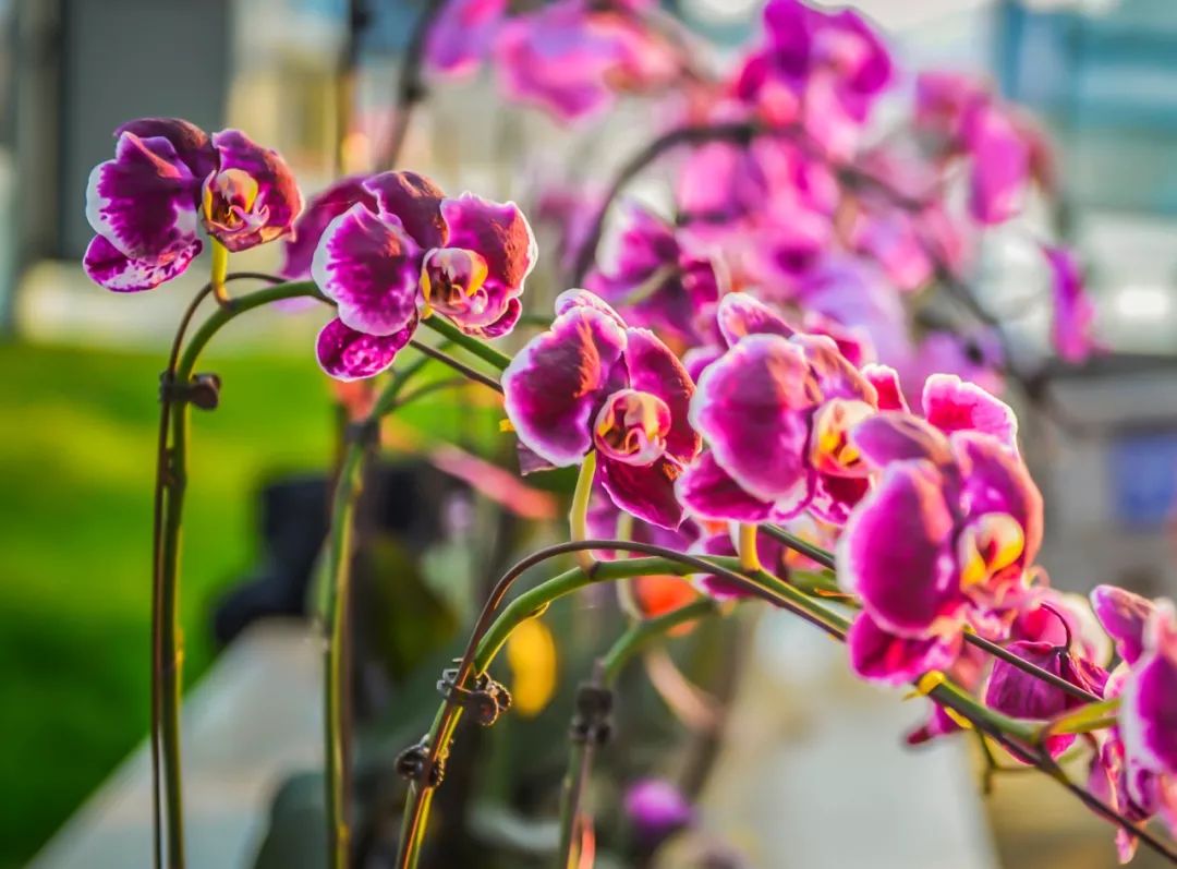 灵动心间的沭阳初冬景色