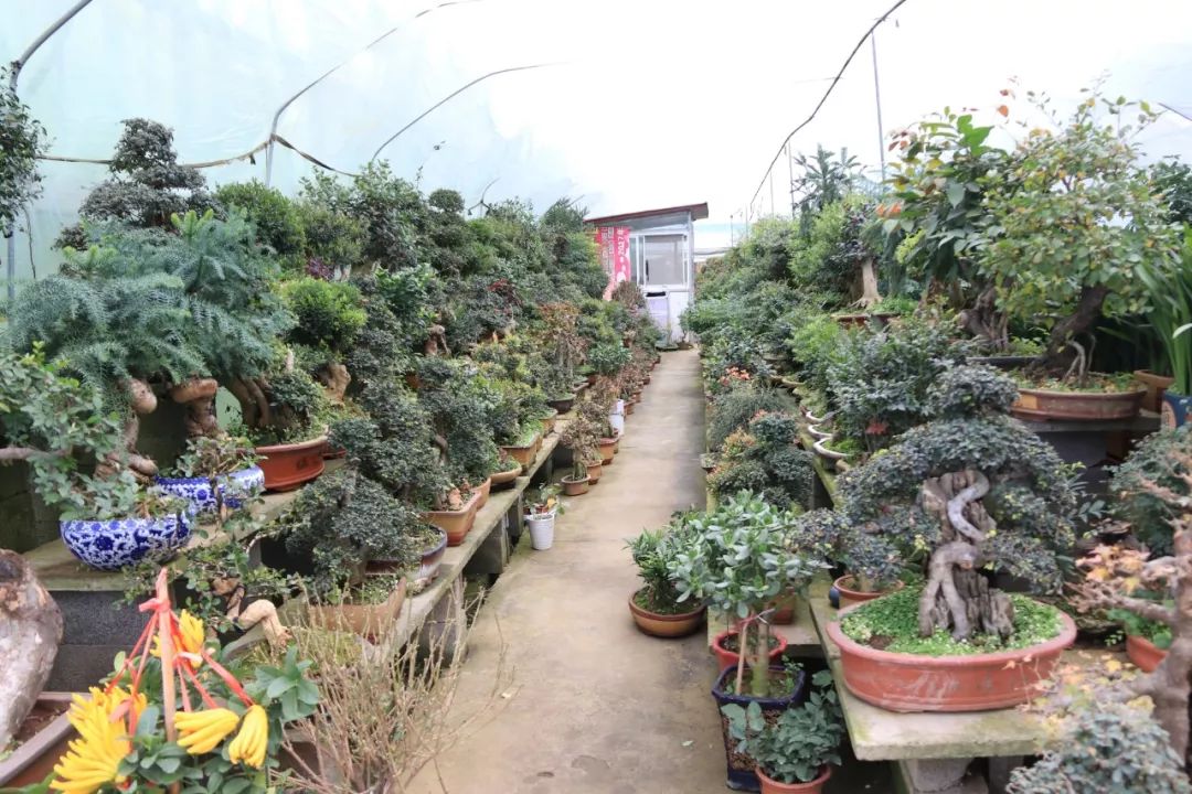 灵动心间的沭阳初冬景色