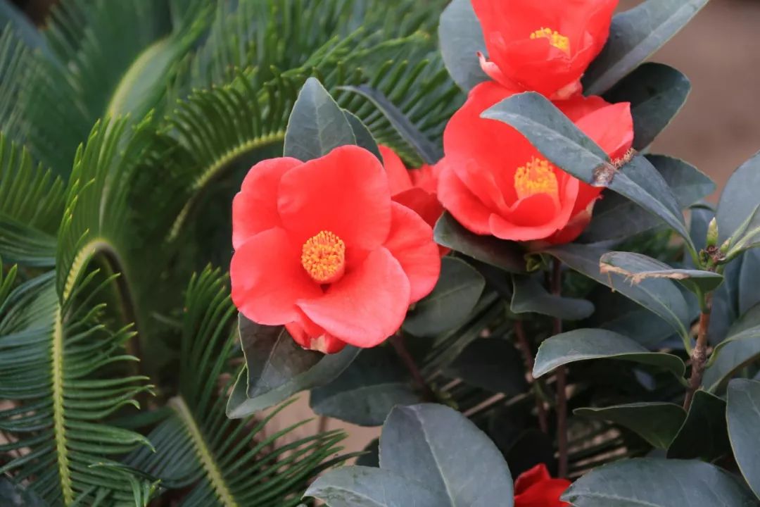 灵动心间的沭阳初冬景色