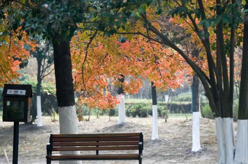 灵动心间的沭阳初冬景色