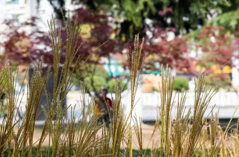 灵动心间的沭阳初冬景色