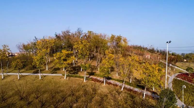 灵动心间的沭阳初冬景色