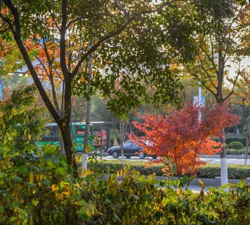 灵动心间的沭阳初冬景色