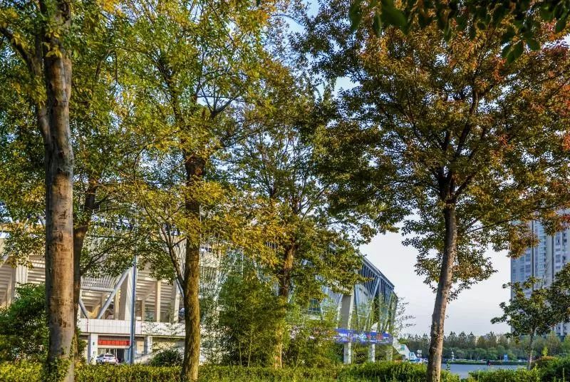 灵动心间的沭阳初冬景色