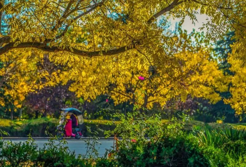 灵动心间的沭阳初冬景色