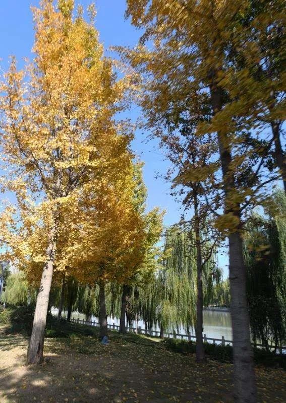 灵动心间的沭阳初冬景色