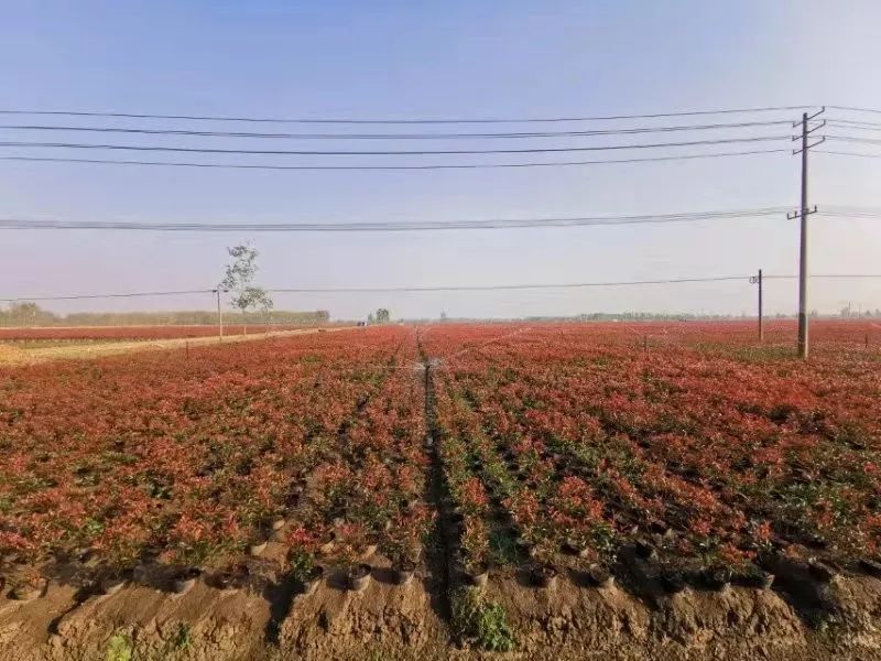 灵动心间的沭阳初冬景色