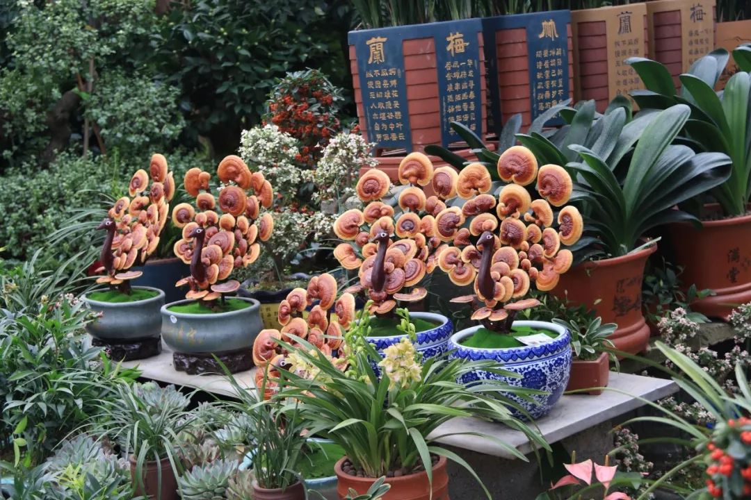 灵动心间的沭阳初冬景色