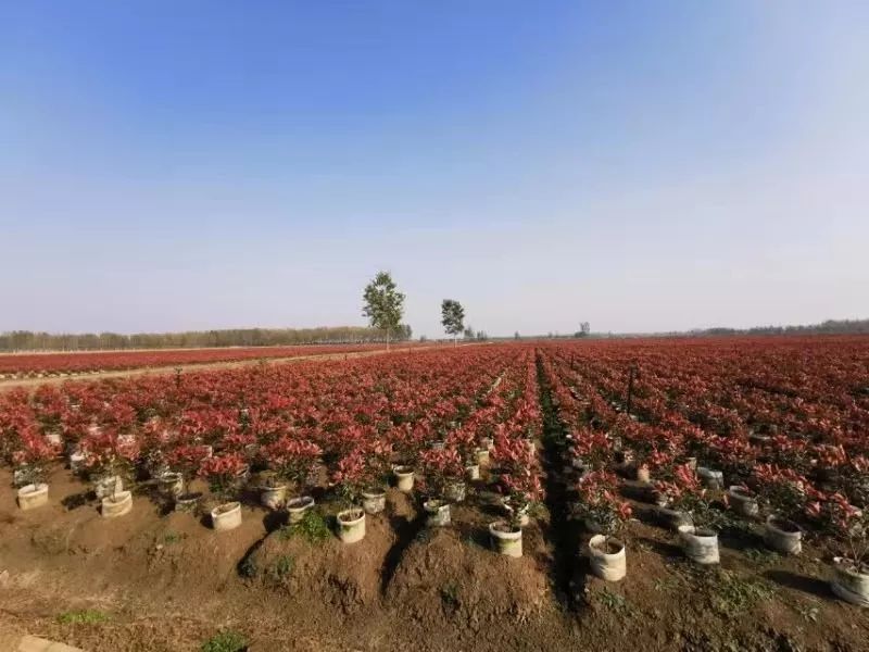 灵动心间的沭阳初冬景色