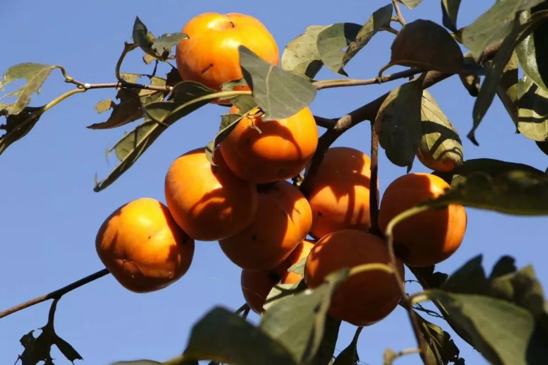 灵动心间的沭阳初冬景色