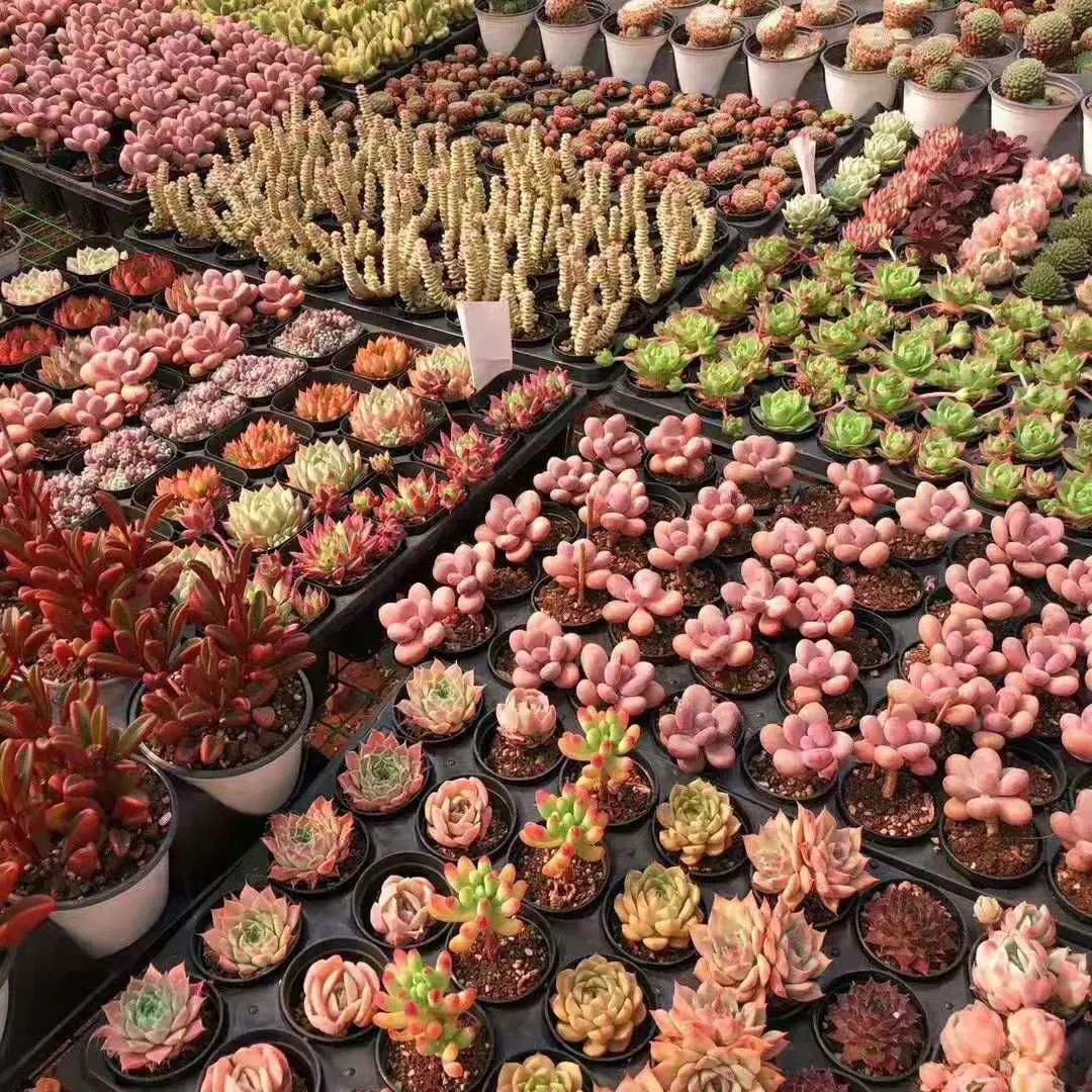 灵动心间的沭阳初冬景色