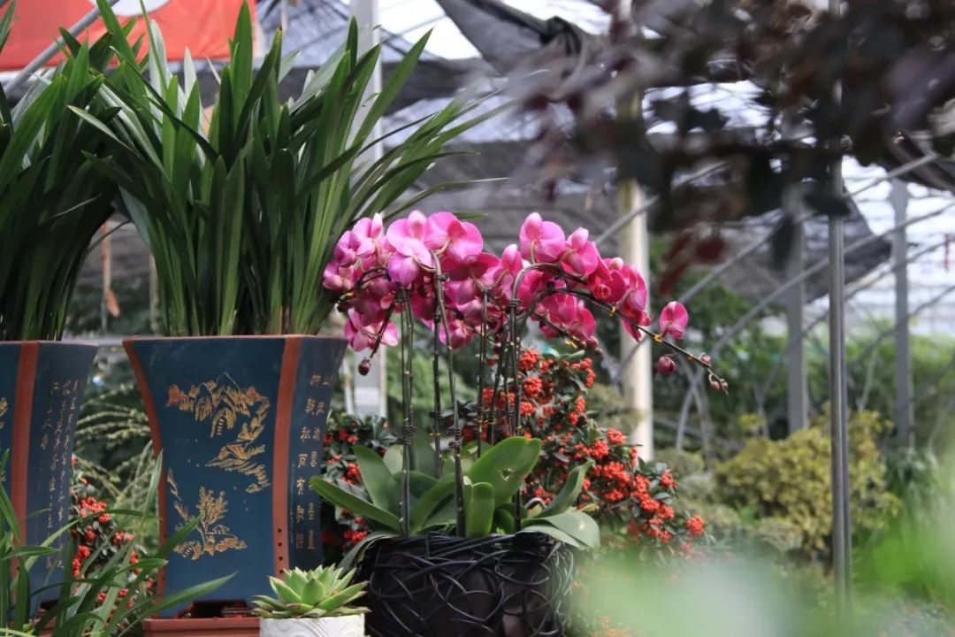 灵动心间的沭阳初冬景色