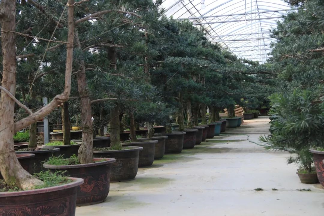 灵动心间的沭阳初冬景色