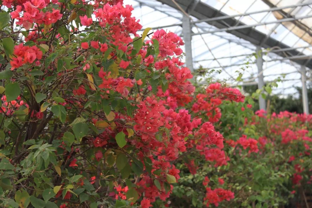 灵动心间的沭阳初冬景色