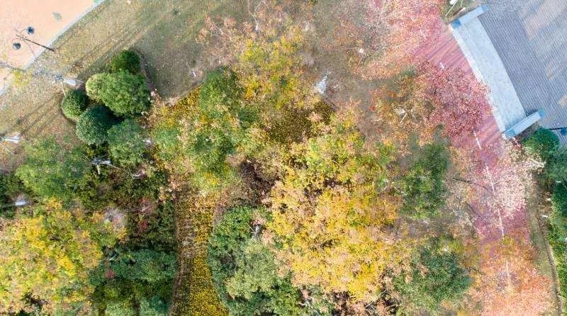 灵动心间的沭阳初冬景色