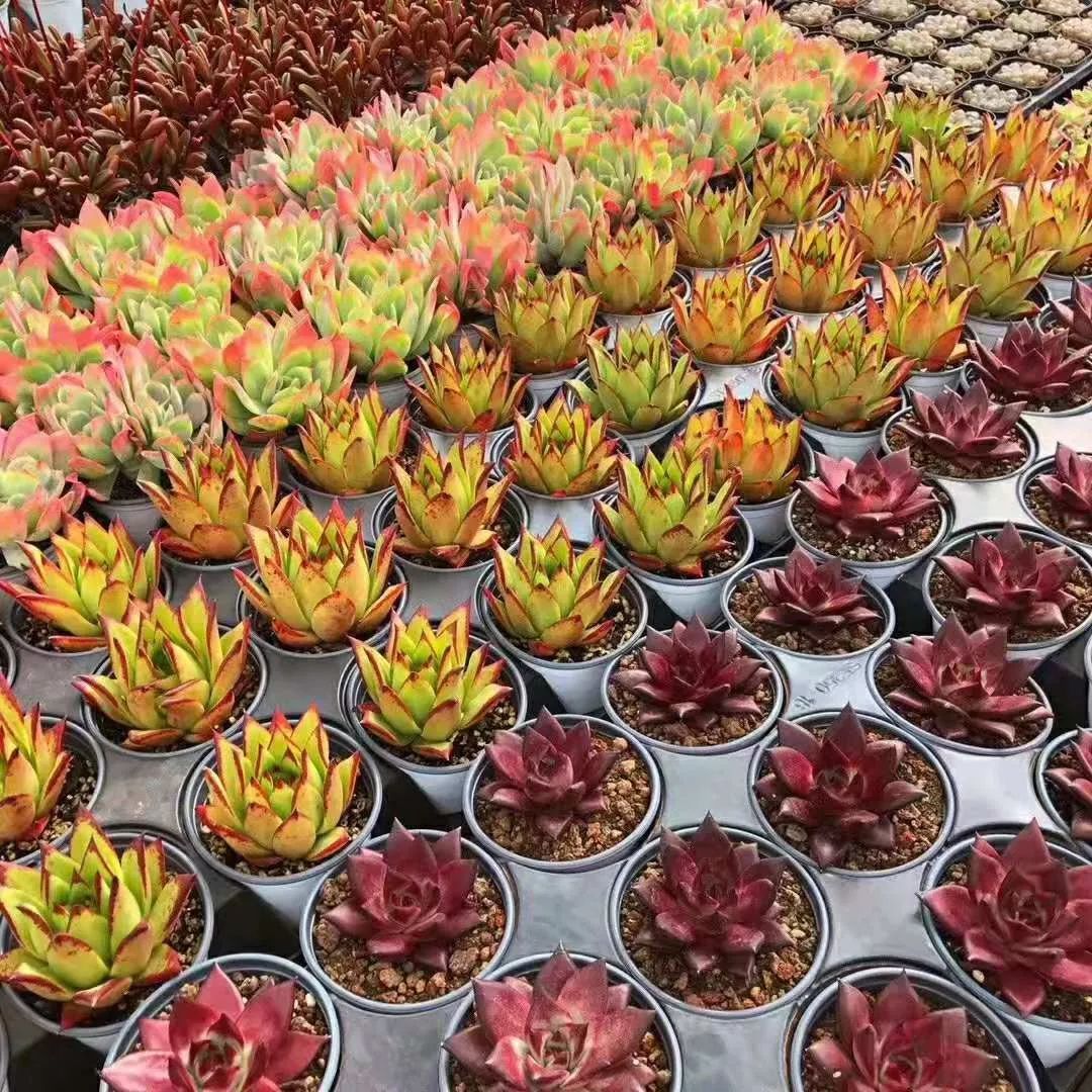 灵动心间的沭阳初冬景色