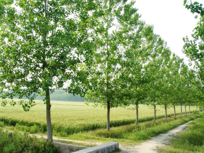 「」宿迁在全省率先出台建设规范 农田林网也要高标准