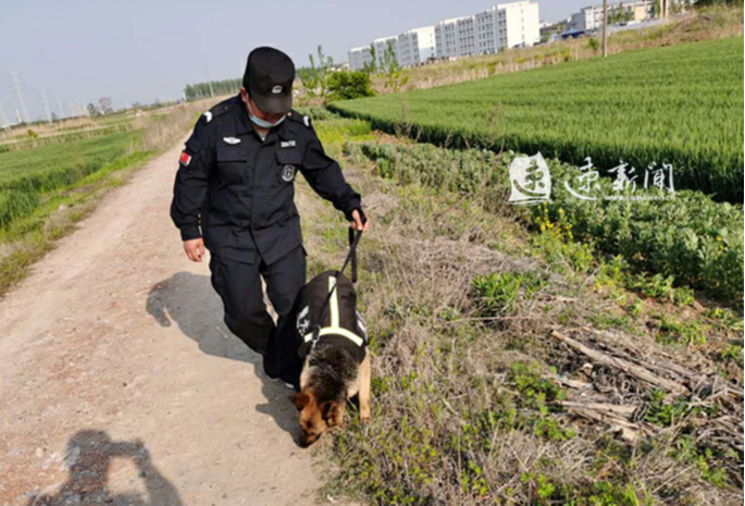 警犬@多亏警犬“妞妞”助攻 仅10分钟破偷盗案