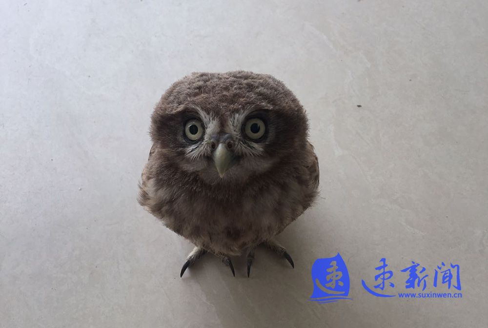 猫头鹰■捡到猫头鹰幼鸟该咋办？给宿豫这个学校保安学生正确操作点个赞！