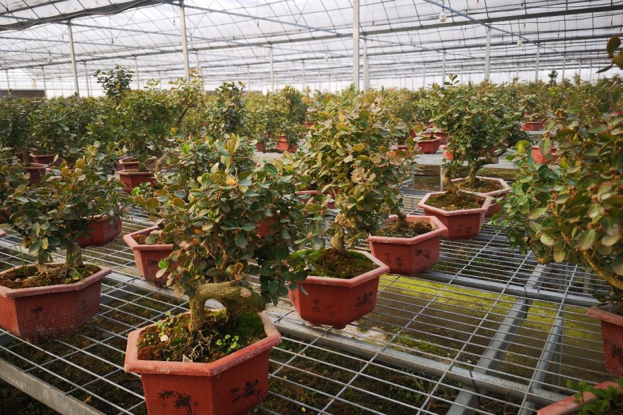 江苏润芃园艺有限公司保温大棚内的盆景黄杨