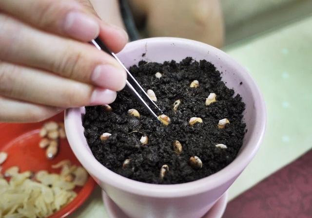 吃完柚子,留下种籽种出好看盆栽!