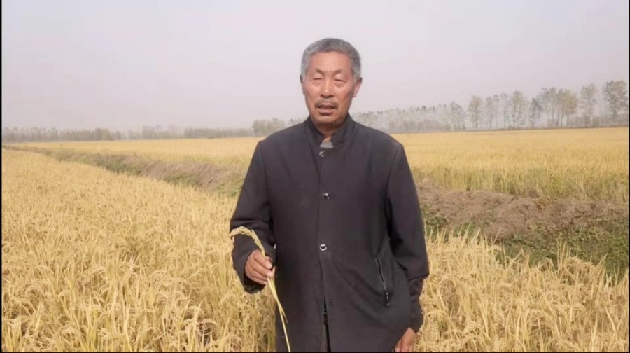 15日下午,在沭阳县高墟镇的一块稻田里,  64岁的沭阳县高墟镇农户刘习