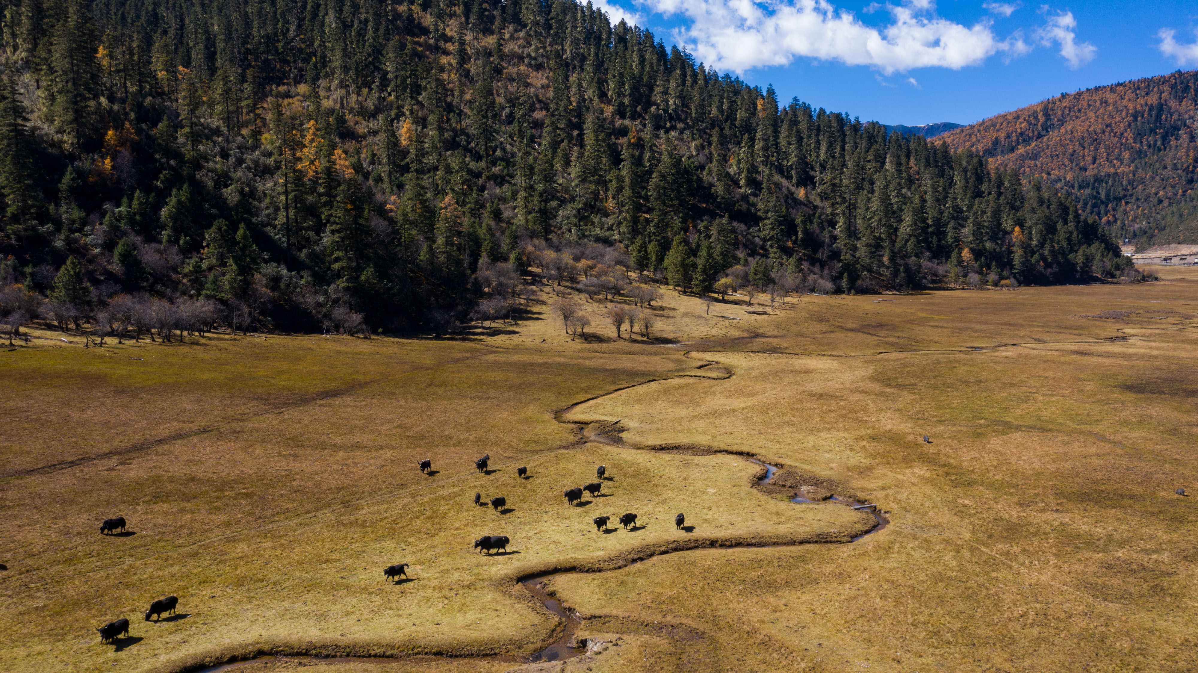 【摄影】秋色斑斓普达措