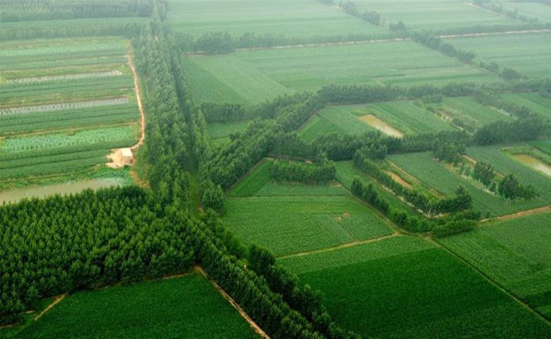 (速新闻记者 王国康)农田林网是农田生态系统的绿色屏障,推进农田林网