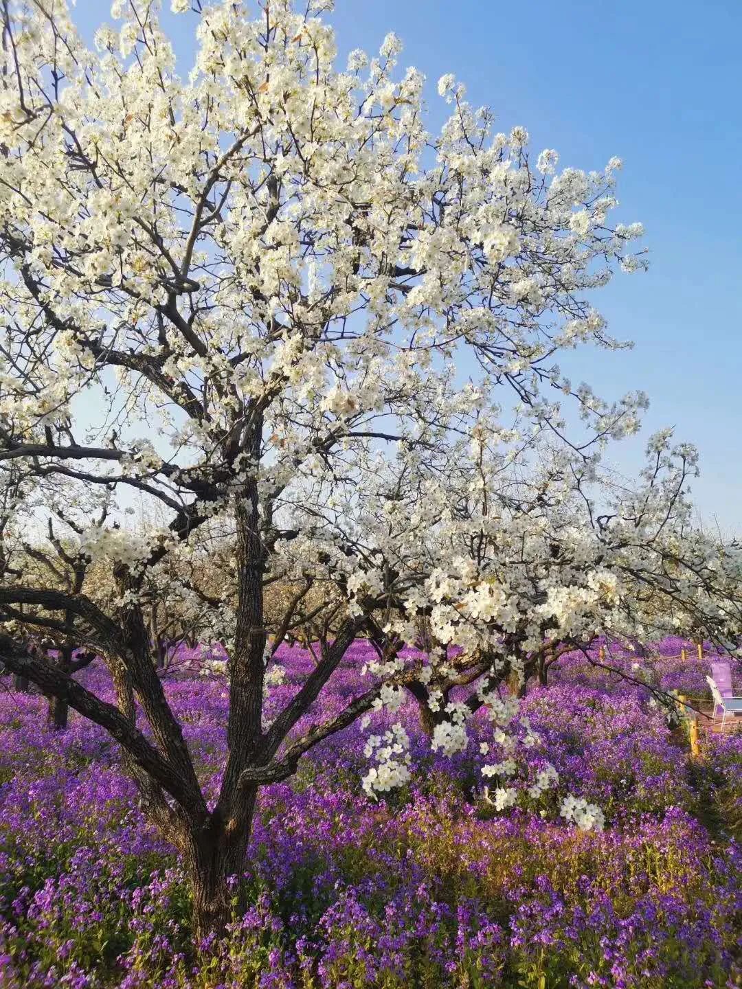 扩散!宿迁三台山梨兰会最全游览攻略来啦!