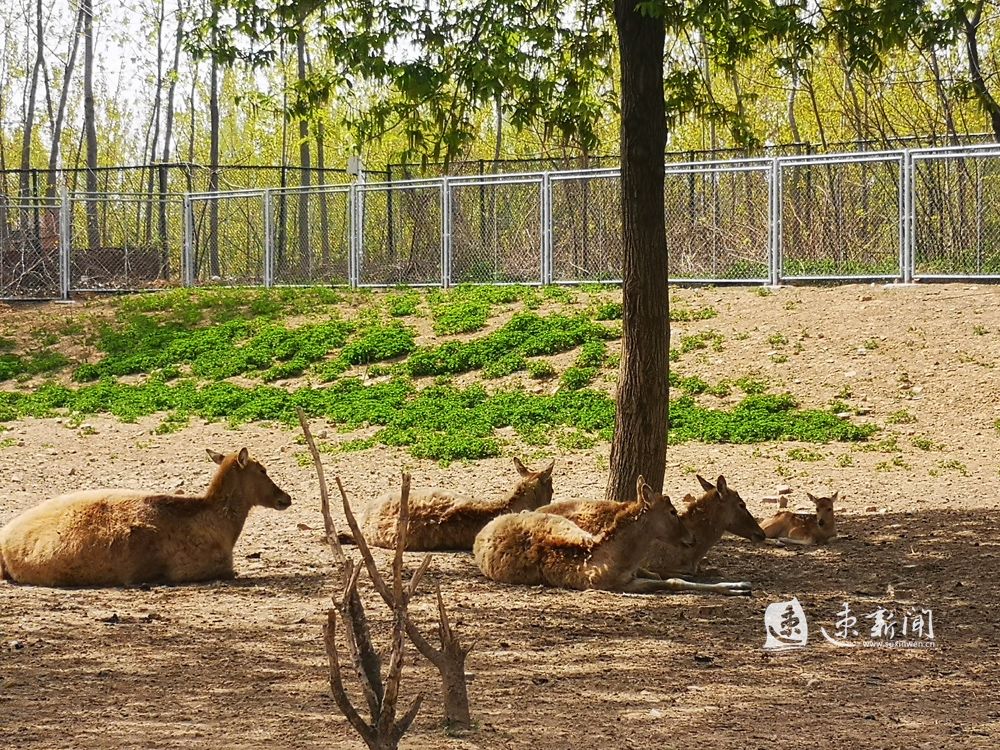 繁殖季迎来新生命,宿迁动物园喜添新丁