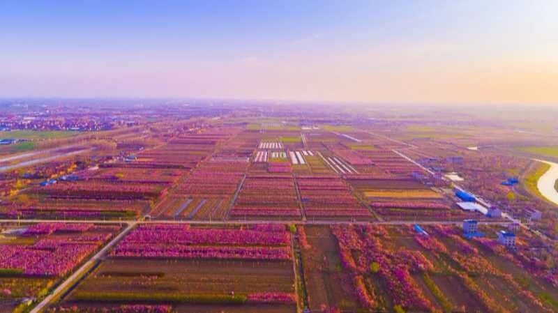 沭阳花木文旅绘就最美花乡