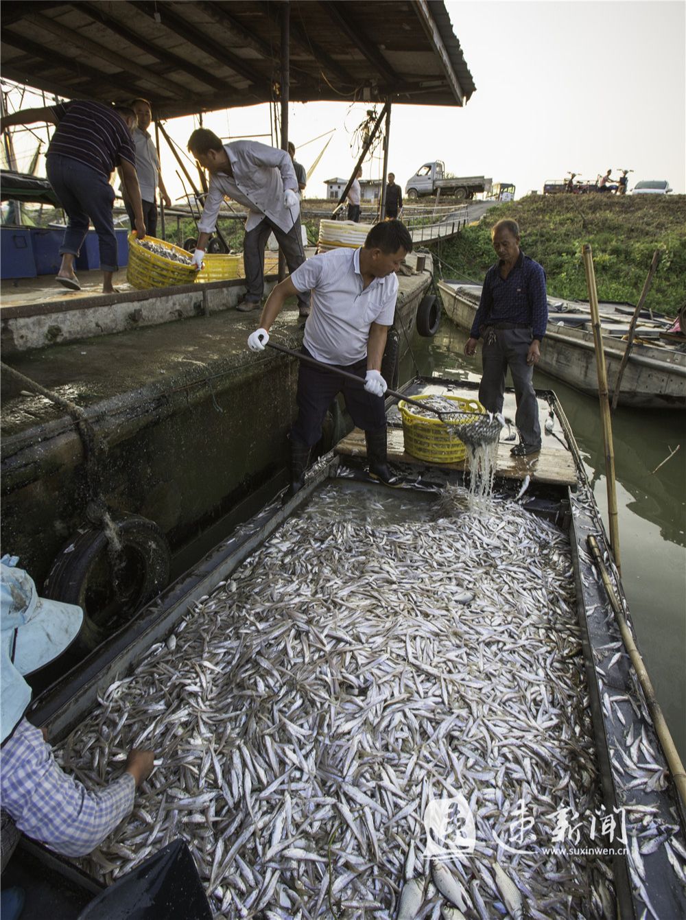 朝霞洒碧波渔民捕鱼忙 荔枝新闻