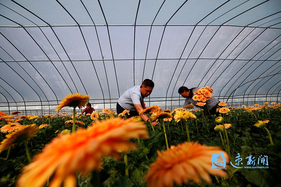 泗洪 帮扶大棚 绽放致富花 荔枝新闻