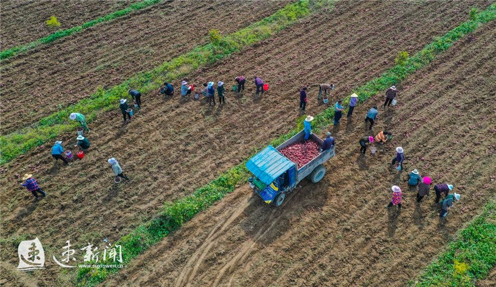 10月20日,宿迁市泗洪县龙集镇杨邵村林芋套作